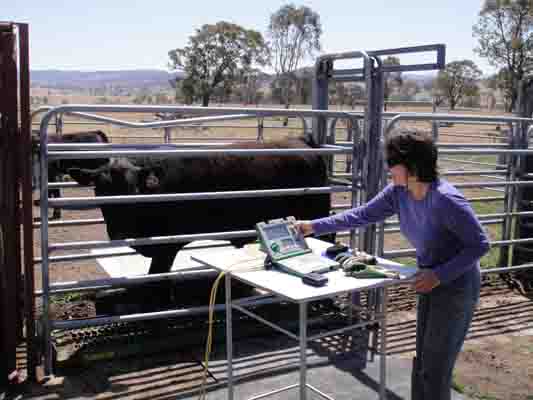 Weighing cattle